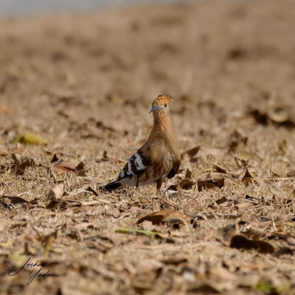 SAF9031Westerncape9th-topaz-rawdenoise-sharpensocial-media