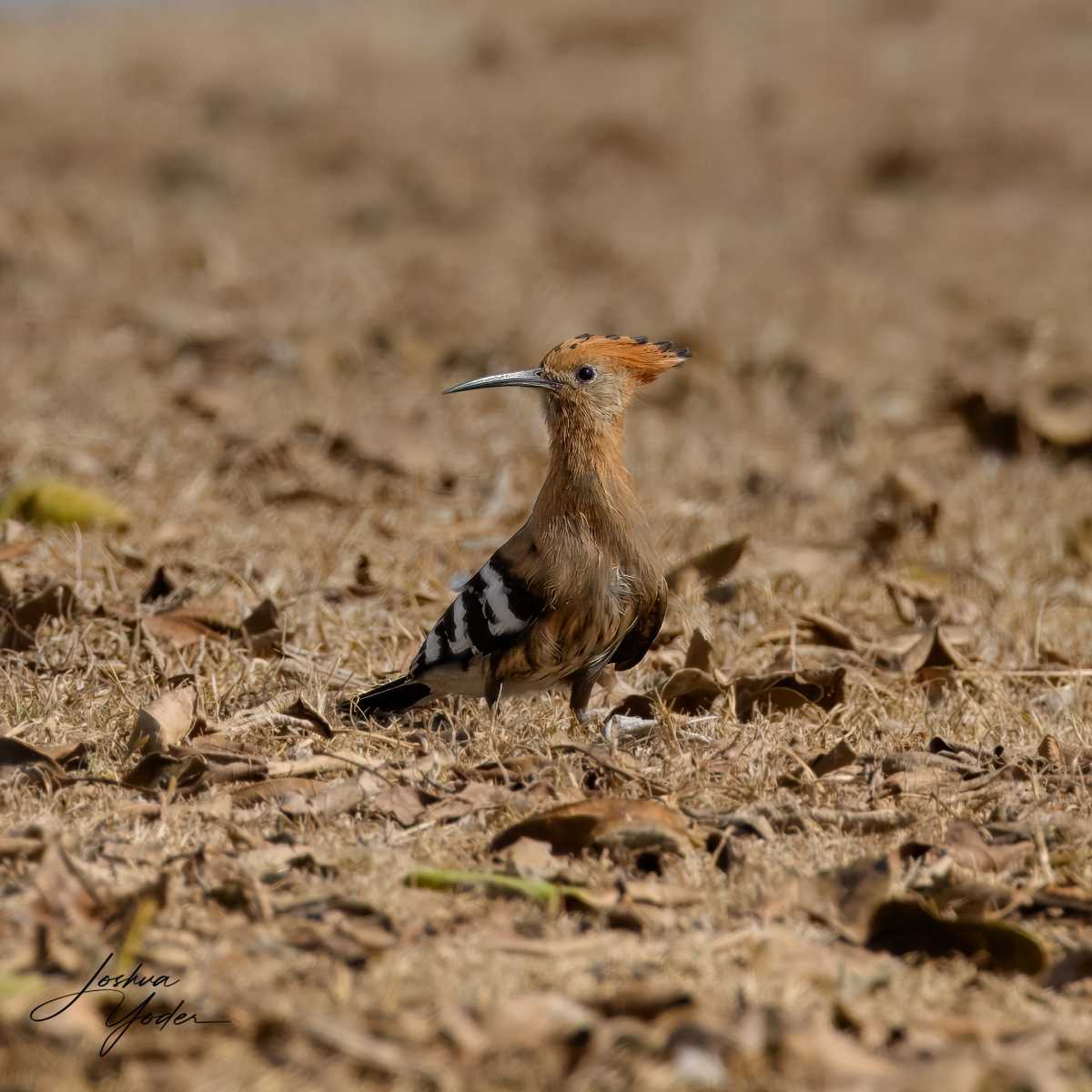 SAF9038Westerncape9th-topaz-rawdenoise-sharpensocial-media