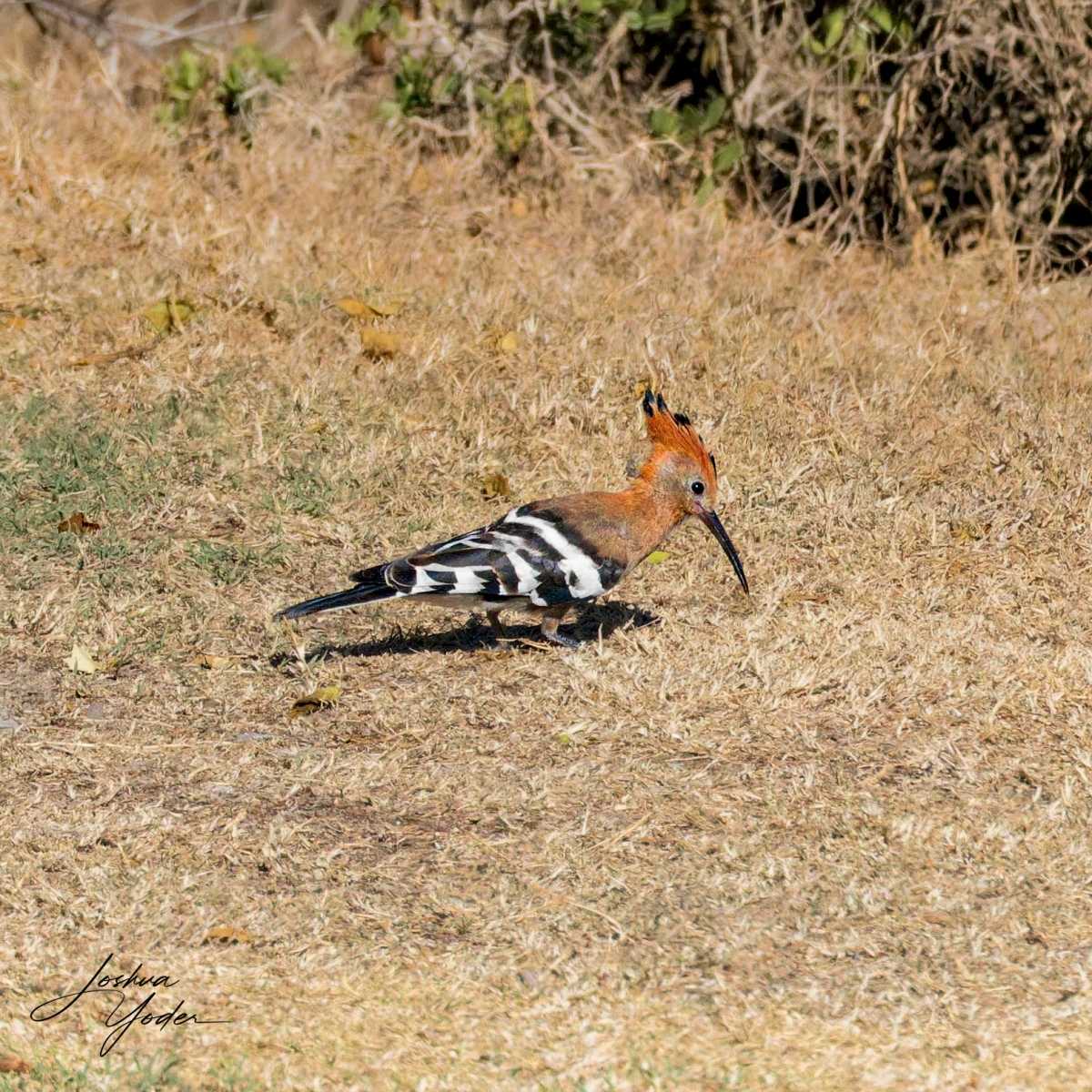 STA1602Westerncape9th-DxO_DeepPRIME-3social-media