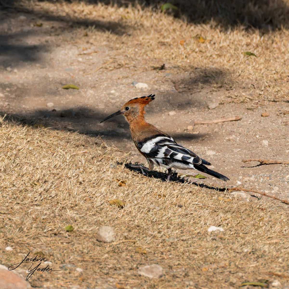 STA1629Westerncape9th-DxO_DeepPRIME-3social-media
