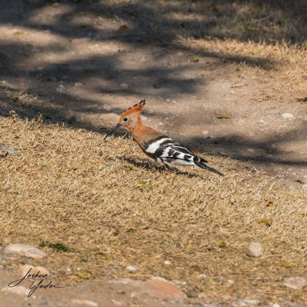 STA1636Westerncape9th-DxO_DeepPRIME-3social-media