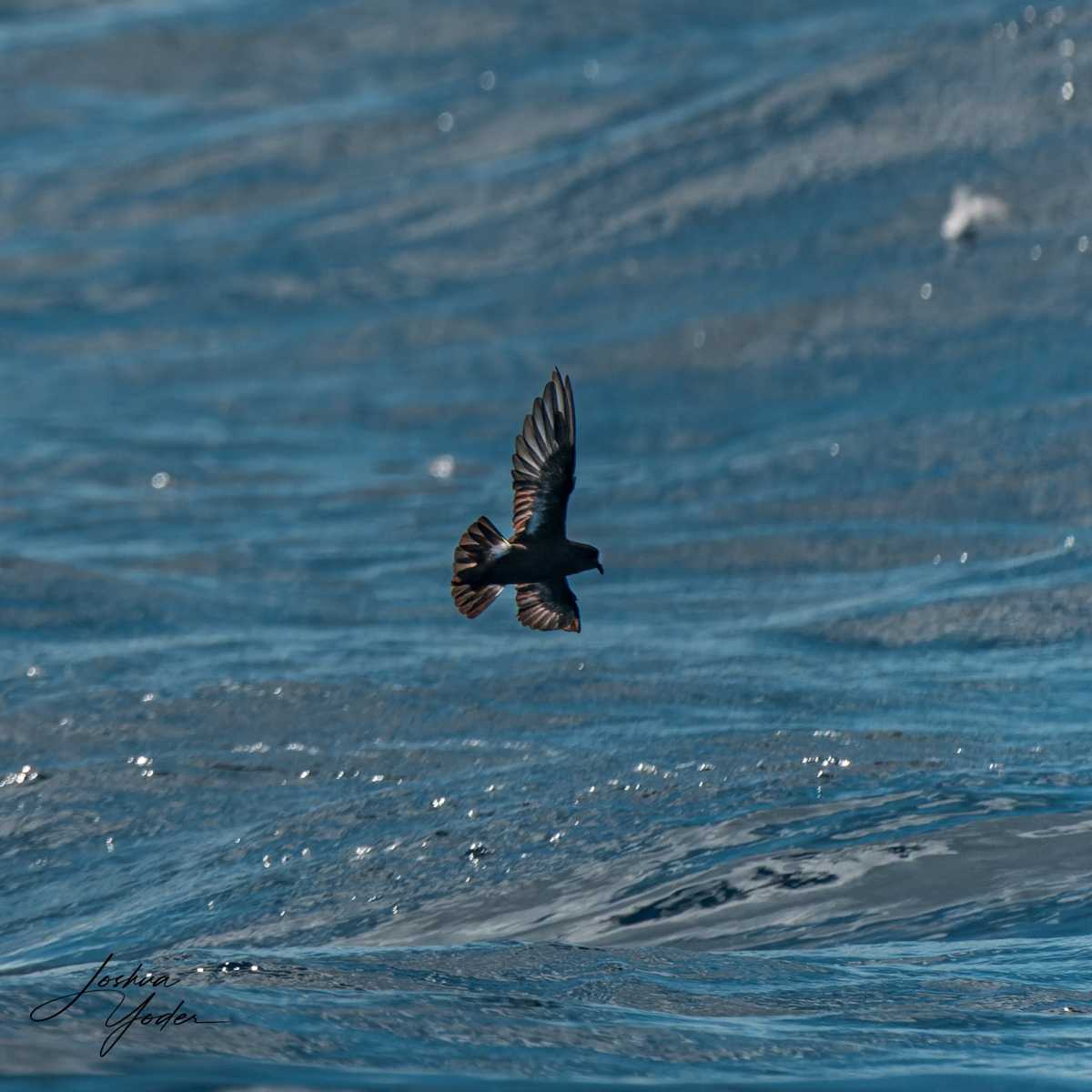 SAF6209-ARW_DxO_DeepPRIMEsocial-media