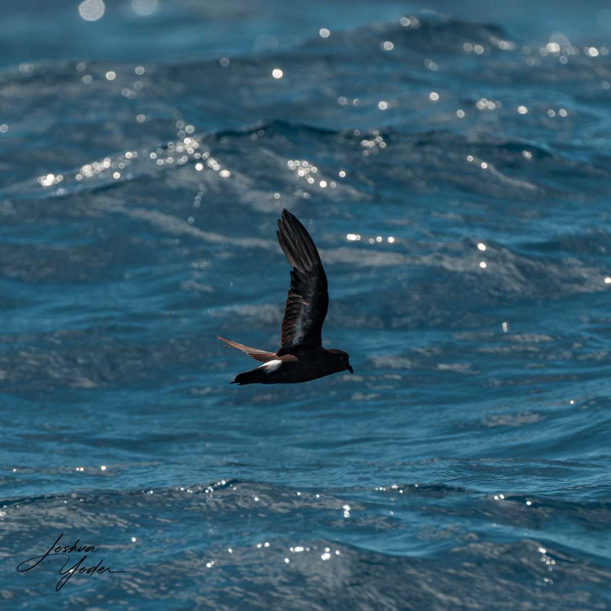 SAF6397-ARW_DxO_DeepPRIMEsocial-media