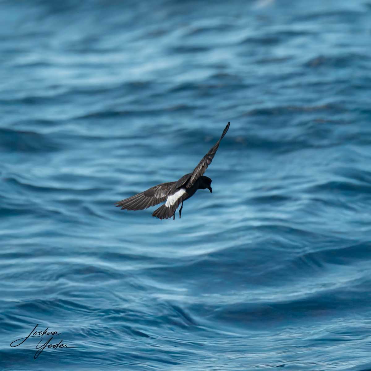 SAF6460-ARW_DxO_DeepPRIME-Editsocial-media