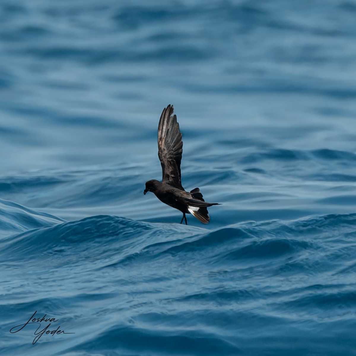 SAF7011-ARW_DxO_DeepPRIMEsocial-media