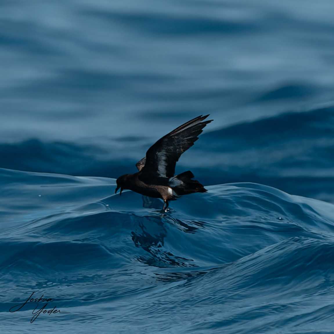 SAF7015-ARW_DxO_DeepPRIMEsocial-media