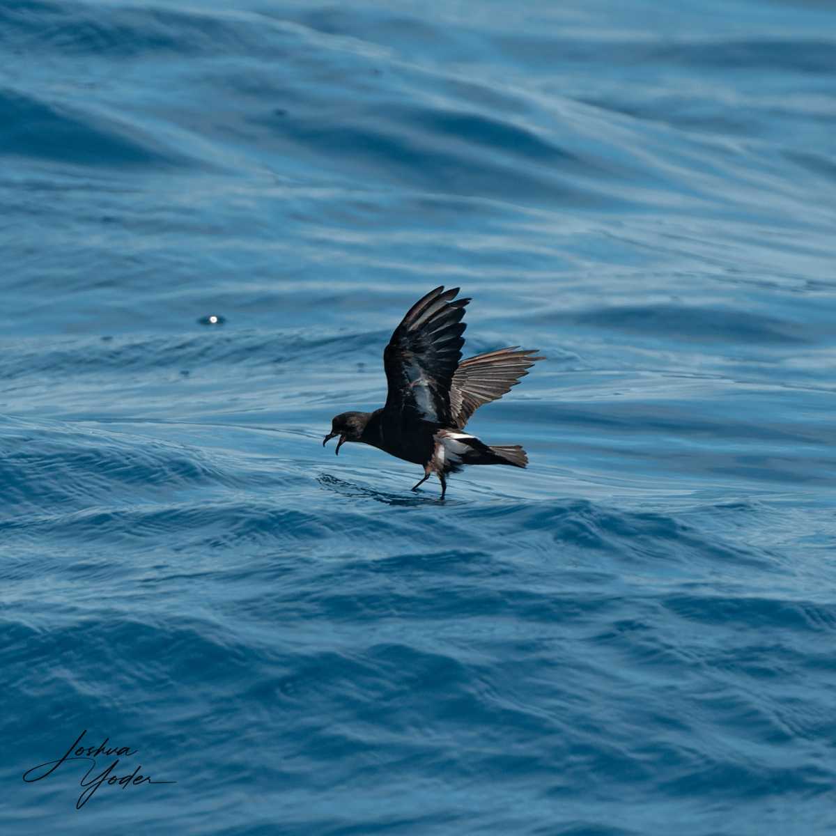 SAF7040-ARW_DxO_DeepPRIMEsocial-media