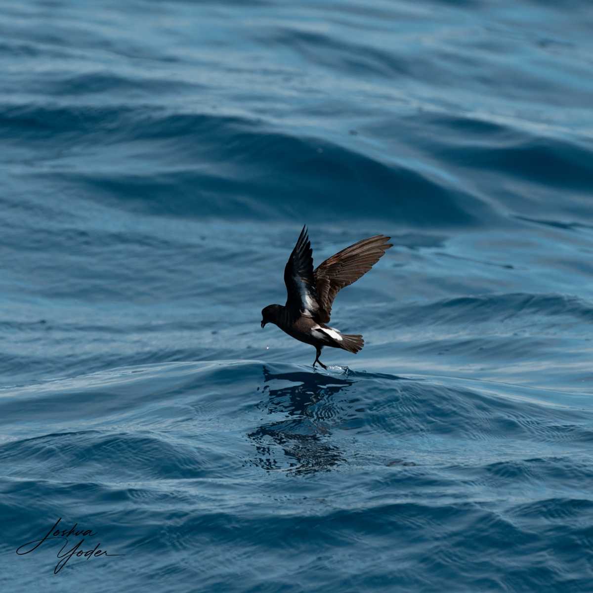 SAF7044-ARW_DxO_DeepPRIMEsocial-media