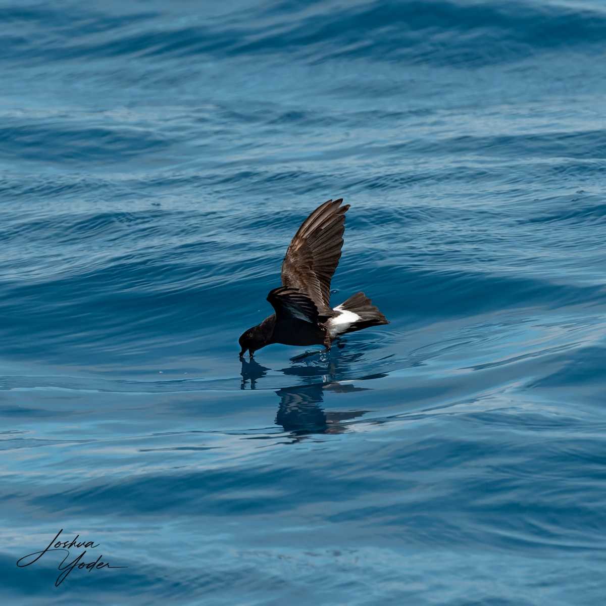 SAF7060-ARW_DxO_DeepPRIMEsocial-media