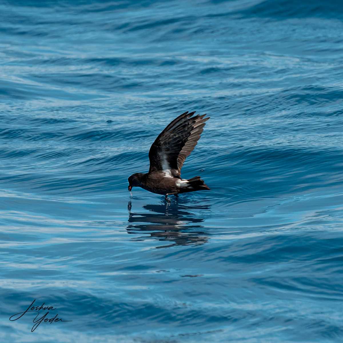 SAF7062-ARW_DxO_DeepPRIMEsocial-media