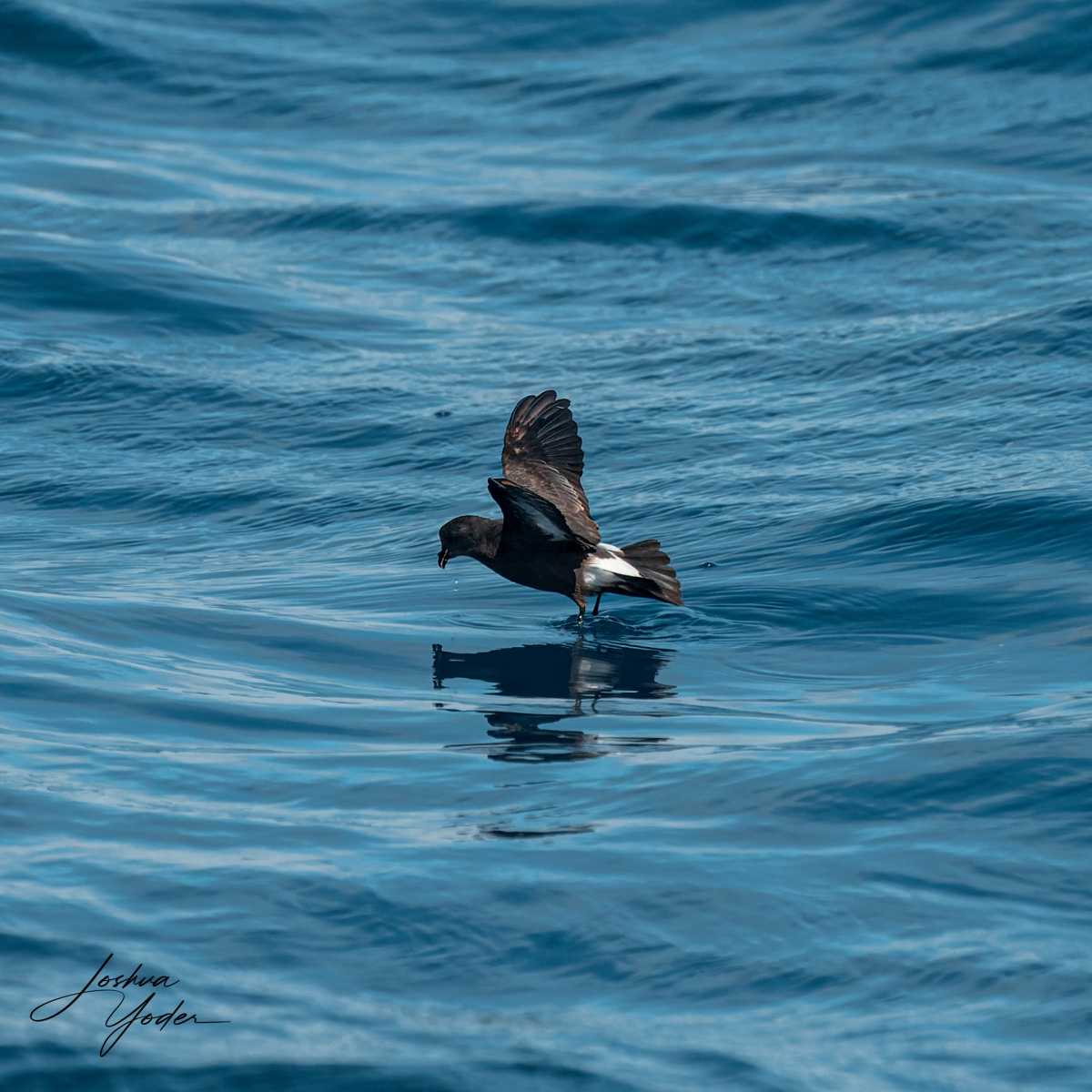 SAF7063-ARW_DxO_DeepPRIMEsocial-media