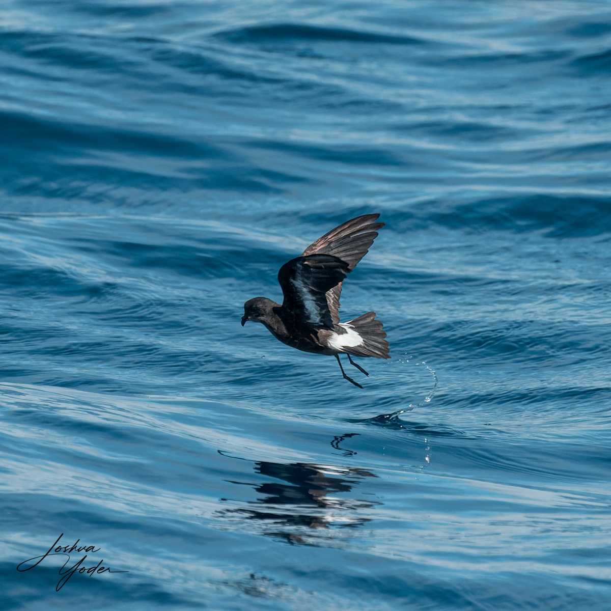 SAF7065-ARW_DxO_DeepPRIMEsocial-media