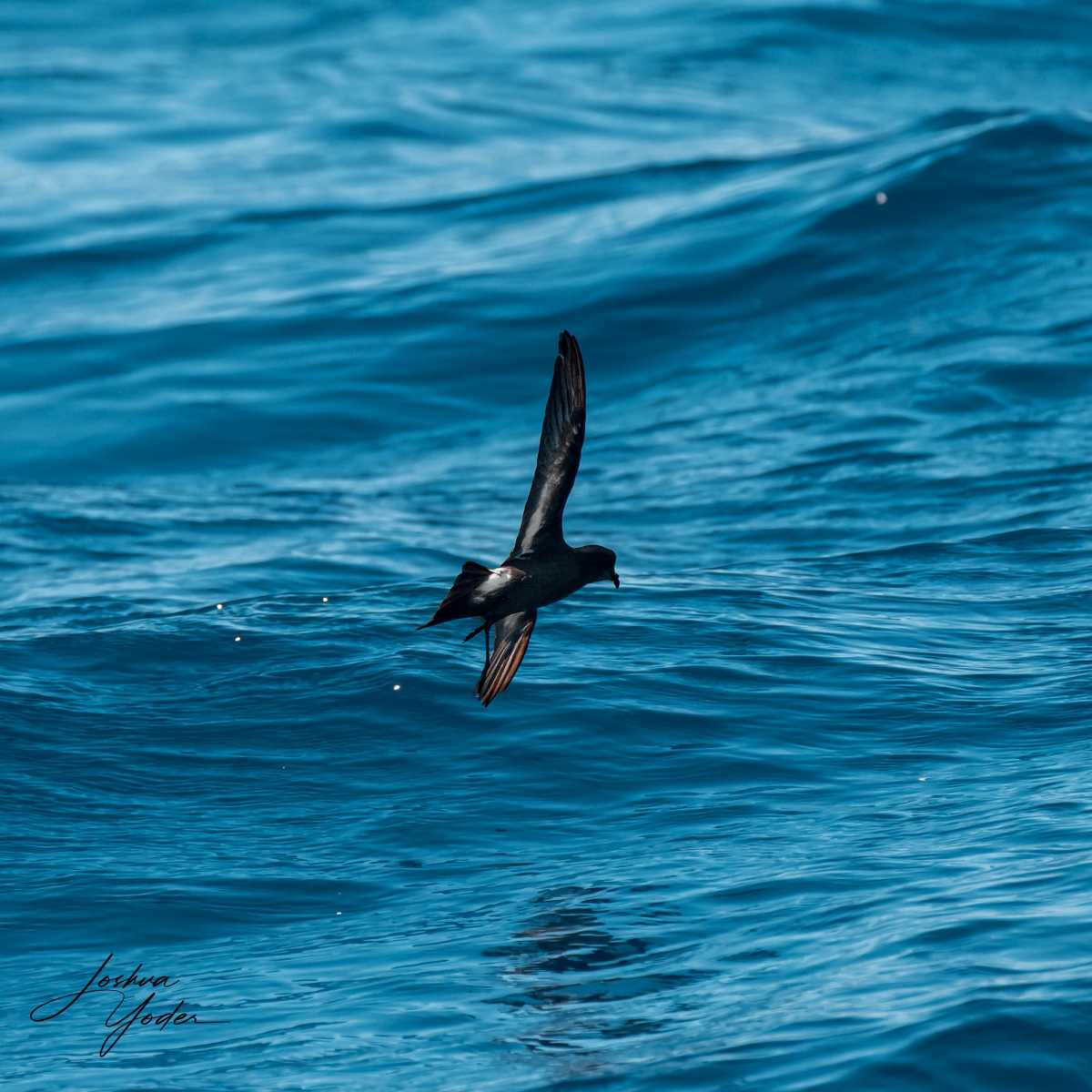 SAF7122-ARW_DxO_DeepPRIMEsocial-media