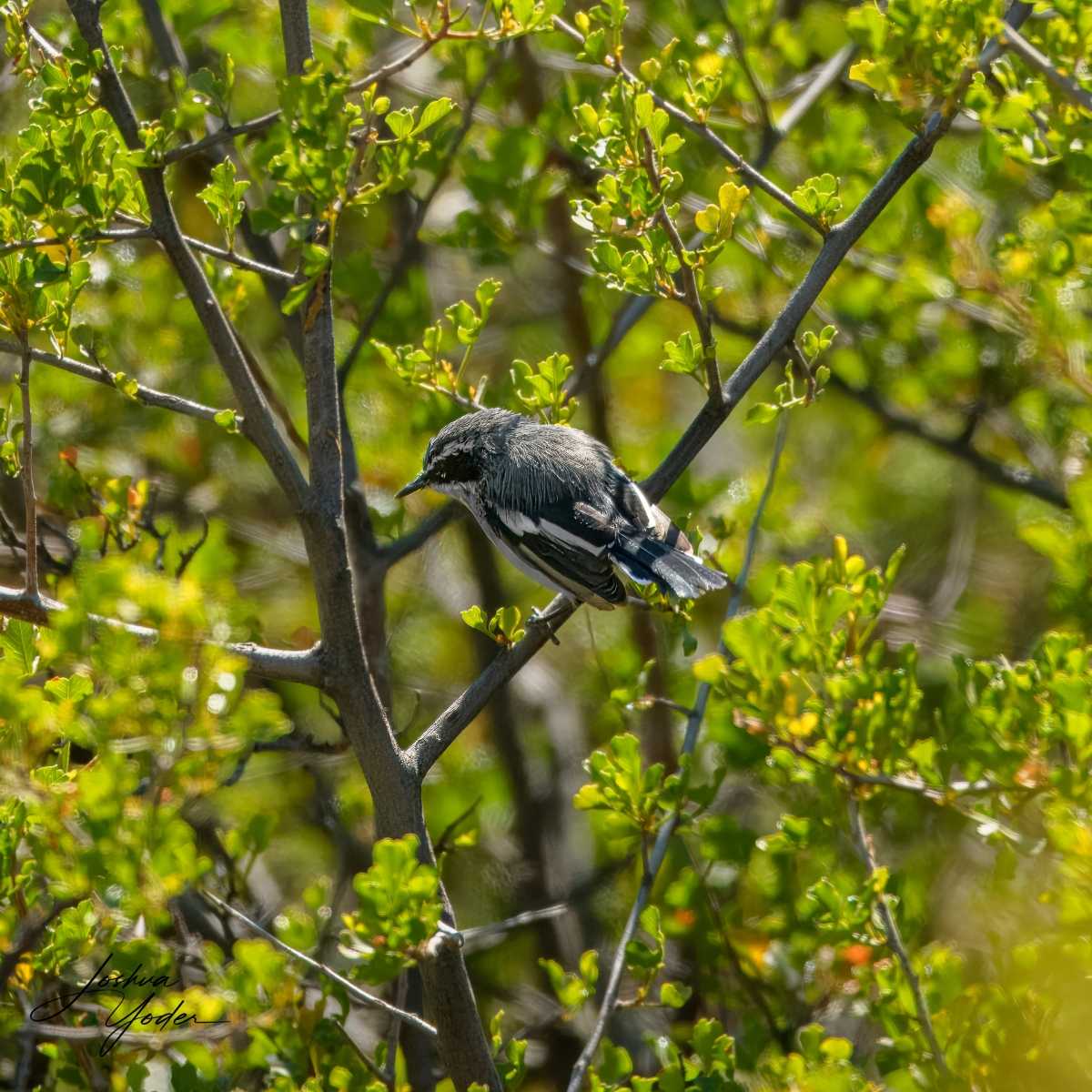 SAF1812Westerncape10th-topaz-rawdenoise-sharpensocial-media