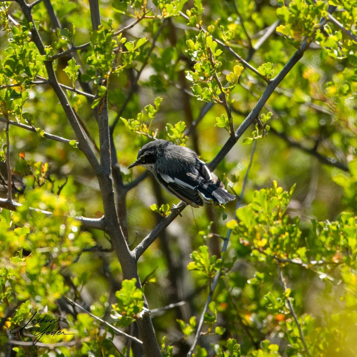 SAF1813Westerncape10th-topaz-rawdenoise-sharpensocial-media