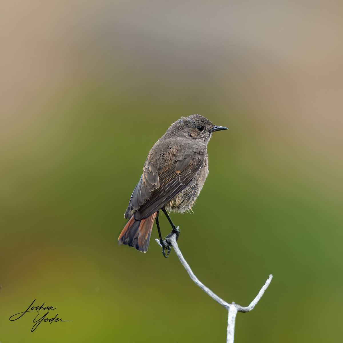 SAF0008Capetown8th-topaz-rawdenoise-sharpensocial-media