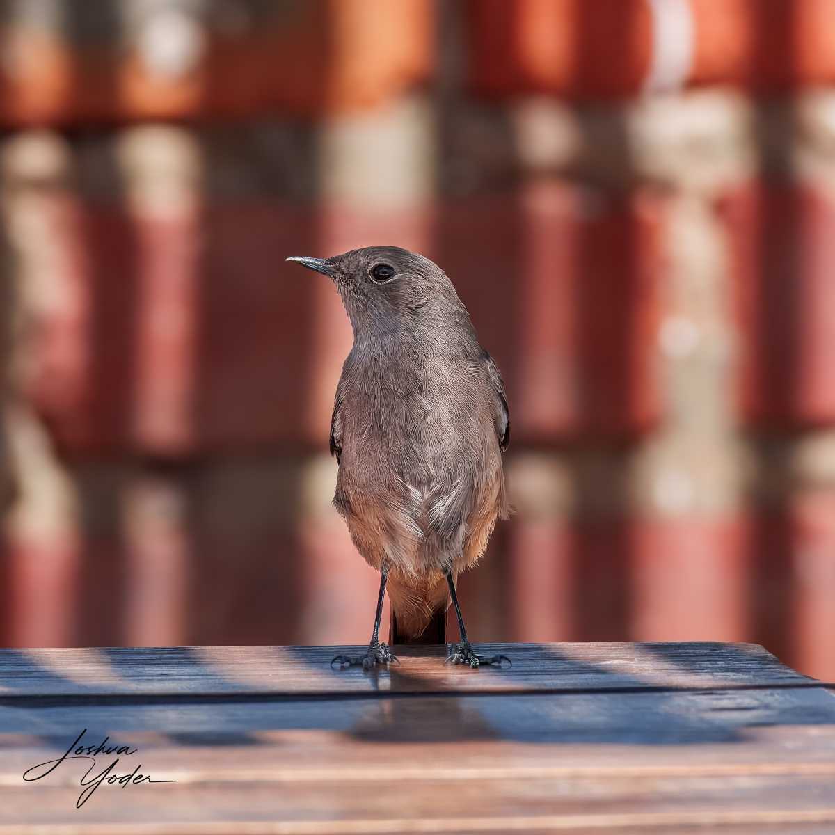 STA3011Westerncape10th-topaz-rawdenoise-sharpensocial-media