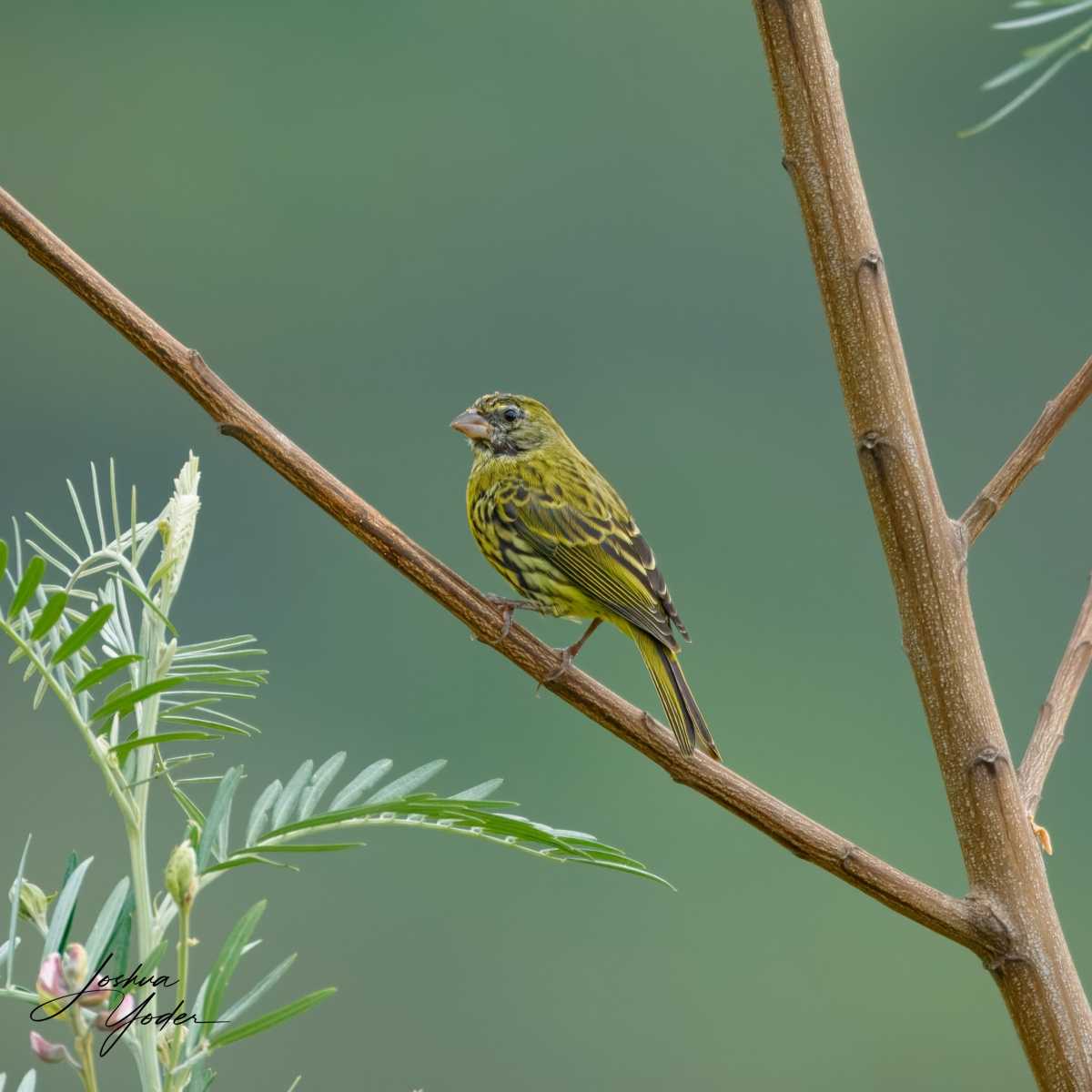 SAF2935Capetown7th-topaz-rawdenoise-sharpensocial-media