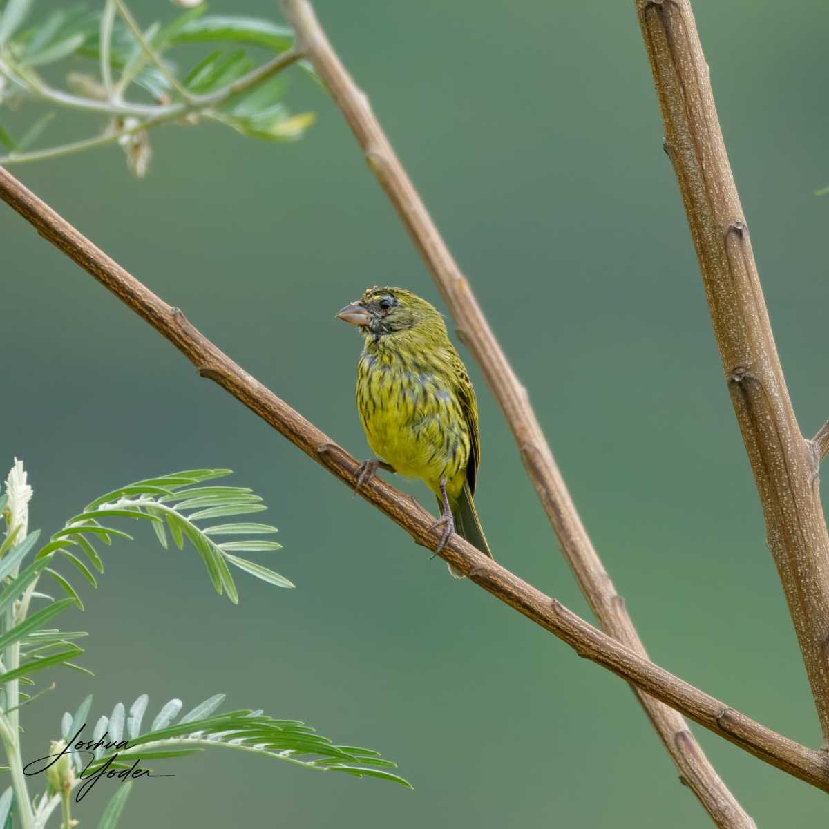 SAF2941Capetown7th-topaz-rawdenoise-sharpensocial-media