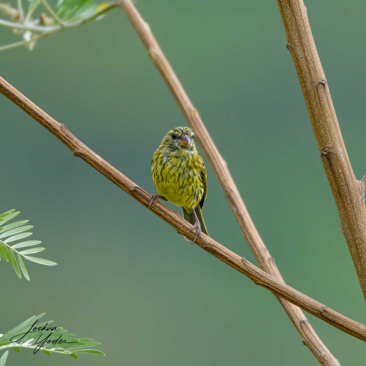 SAF2965Capetown7th-topaz-rawdenoise-sharpensocial-media