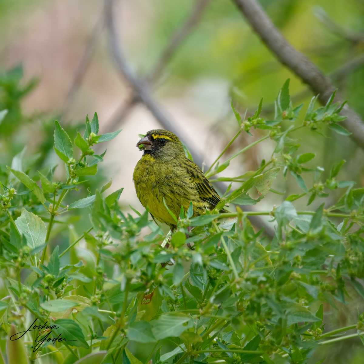 SAF3101Capetown7th-topaz-rawdenoise-sharpensocial-media