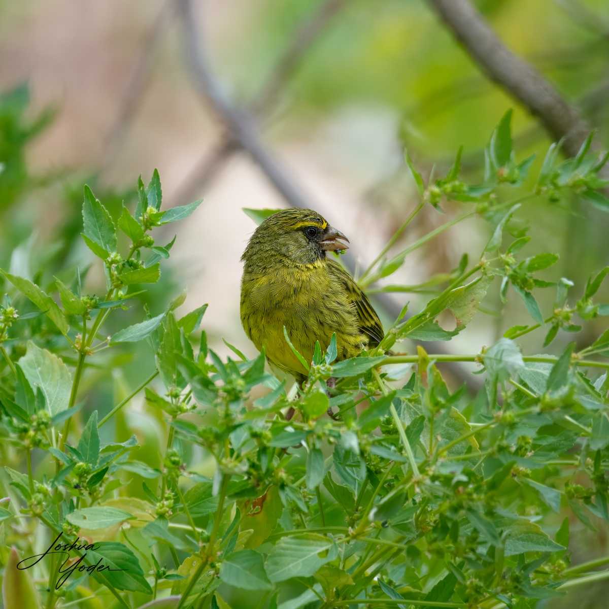 SAF3103Capetown7th-topaz-rawdenoise-sharpensocial-media