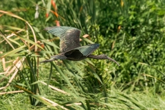 SAF6201Capetown7th-Editsocial-media