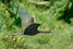 SAF6212Capetown7th-topaz-rawdenoise-sharpensocial-media