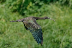 SAF6213Capetown7th-topaz-rawdenoise-sharpensocial-media