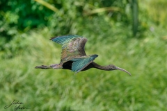 SAF6214Capetown7th-topaz-rawdenoise-sharpensocial-media