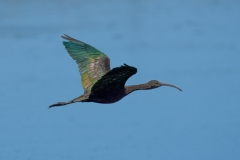 SAF6220Capetown7th-topaz-rawdenoise-sharpensocial-media