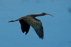 SAF6221Capetown7th-topaz-rawdenoise-sharpensocial-media