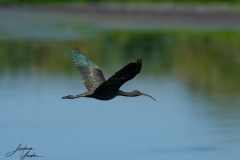 SAF6227Capetown7th-topaz-sharpensocial-media