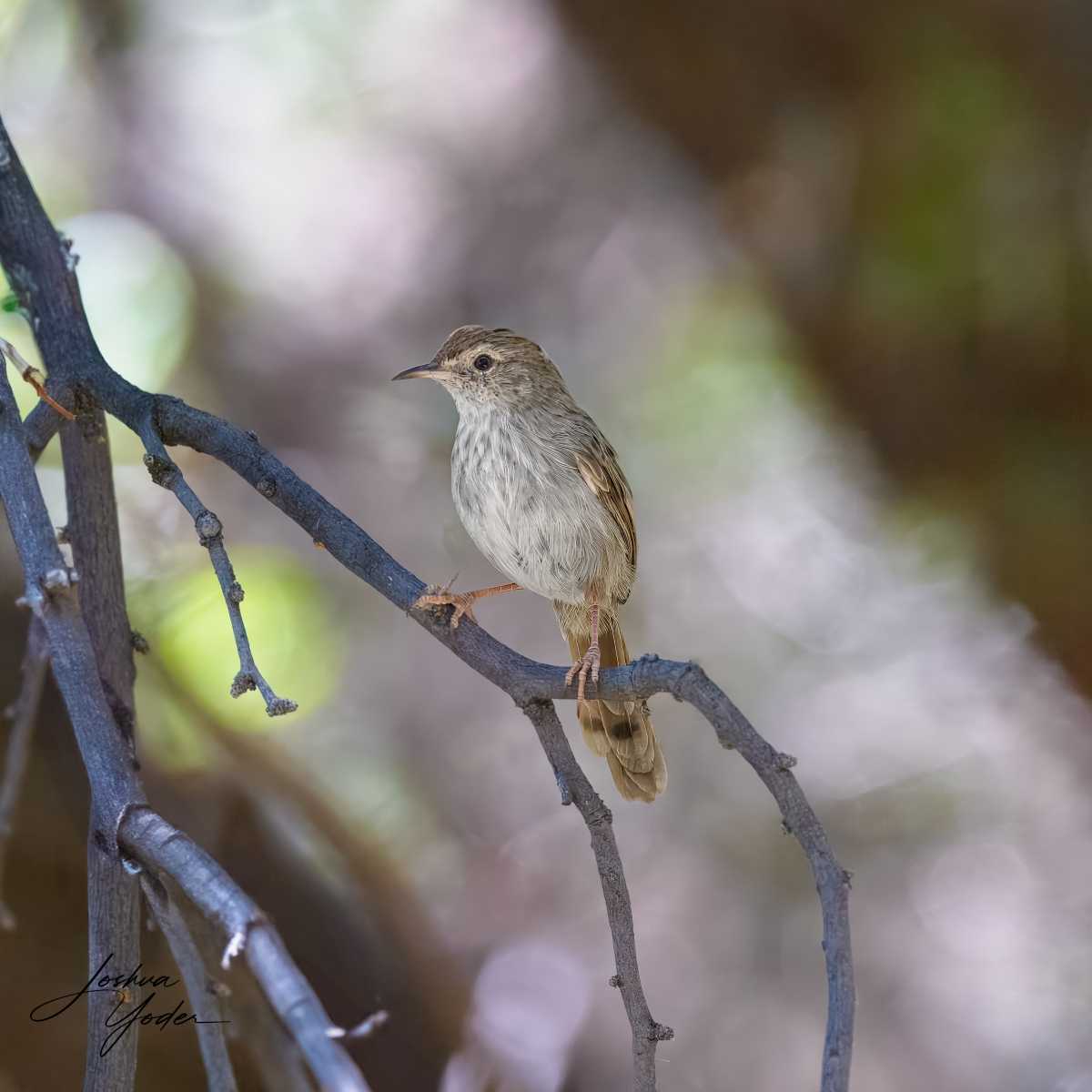 SAF3928Westerncape10th-topaz-rawdenoise-sharpensocial-media