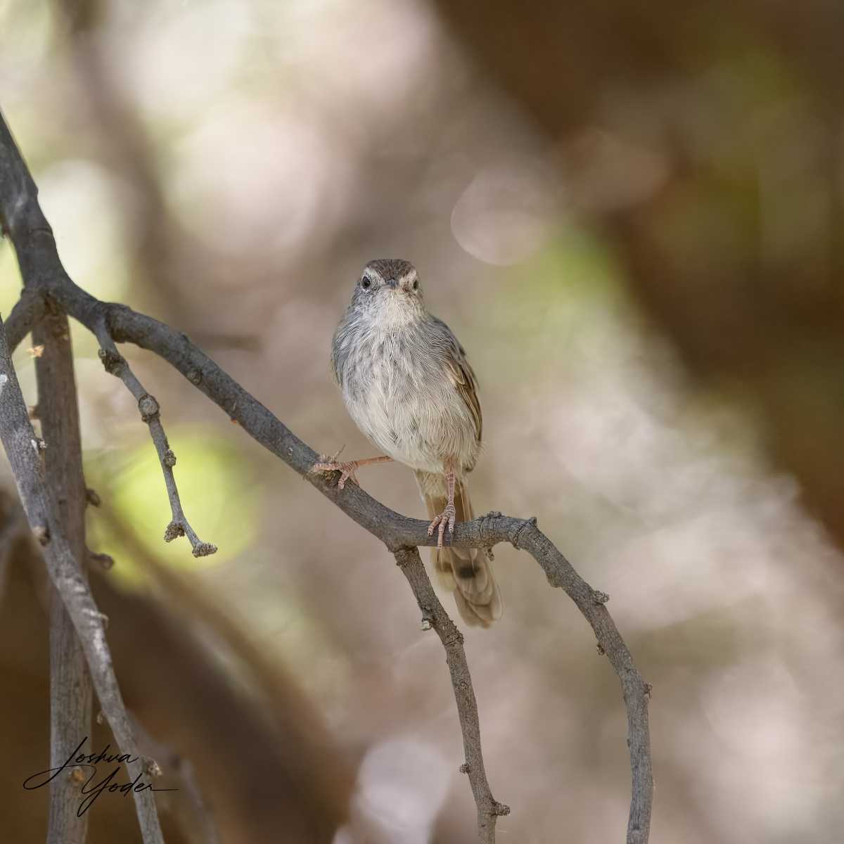 SAF3938Westerncape10th-topaz-rawdenoise-sharpensocial-media