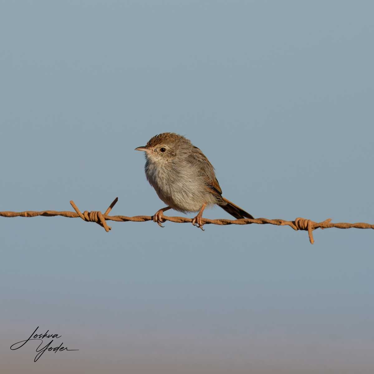 SAF6135Westerncape11th-topaz-rawdenoise-sharpensocial-media