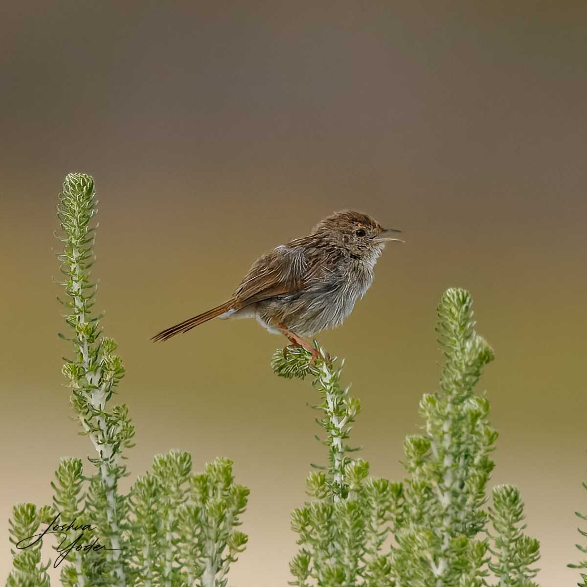 SAF8708Westerncape9th-topaz-rawdenoise-sharpensocial-media