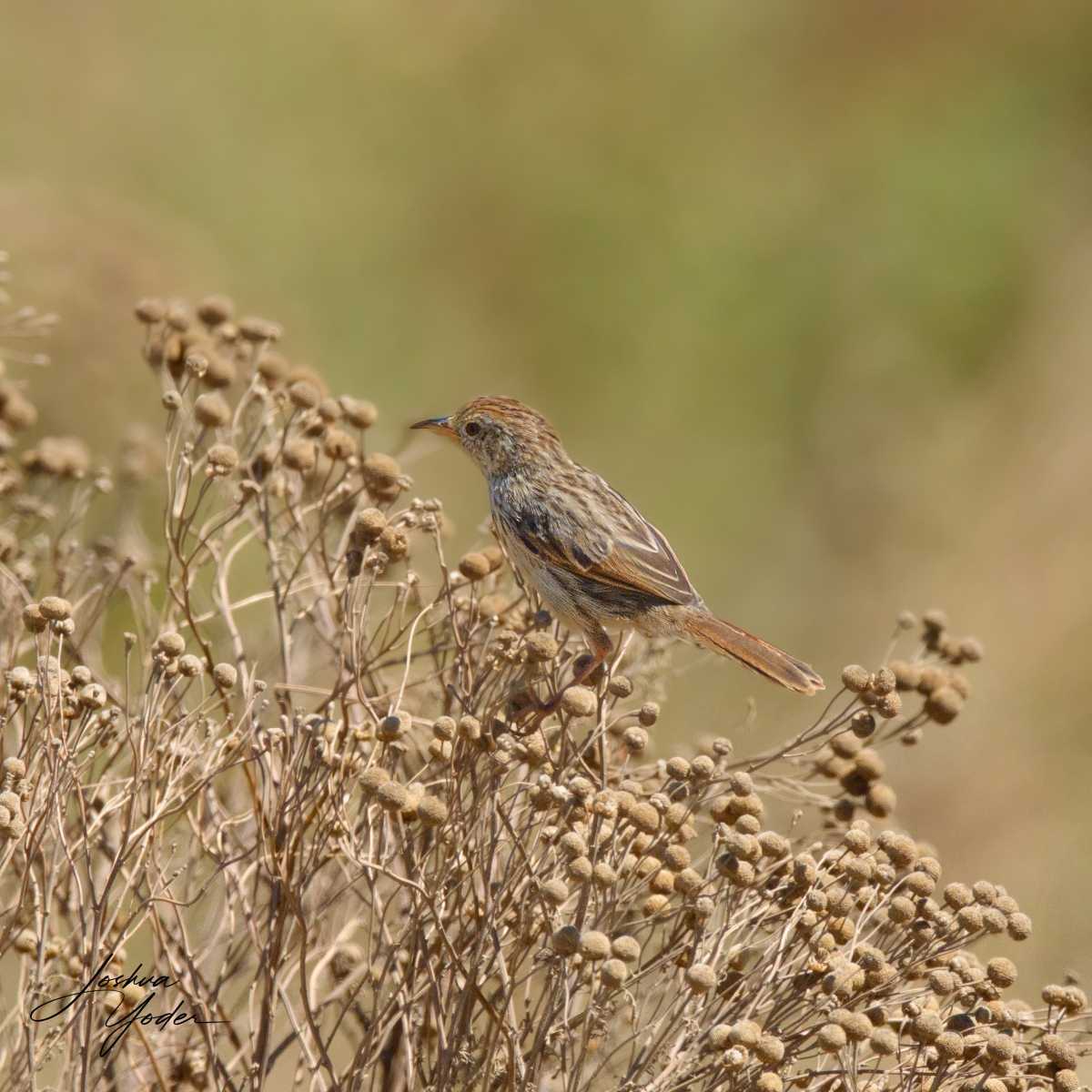 SAF9224Westerncape9th-topaz-rawdenoise-sharpensocial-media