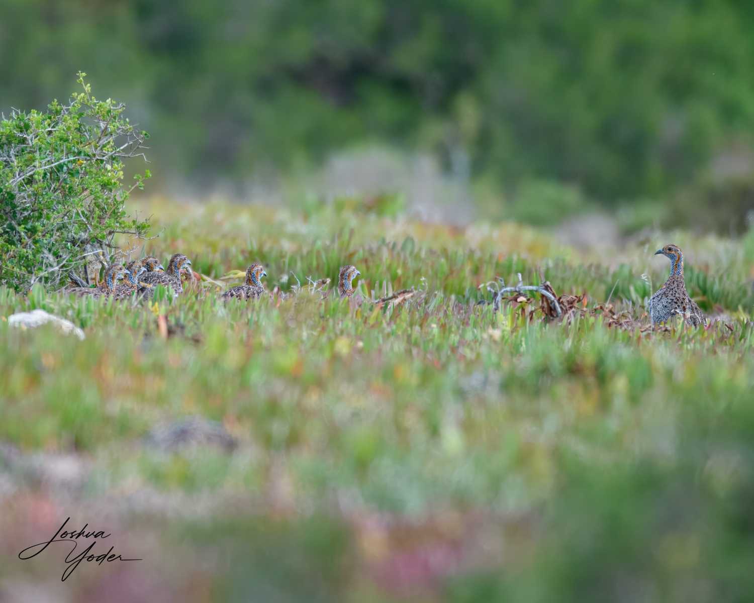 SAF6595Capetown8th-topaz-rawdenoise-sharpensocial-media