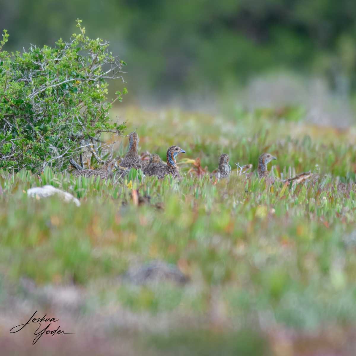 SAF6608Capetown8th-topaz-rawdenoise-sharpen-sharpensocial-media