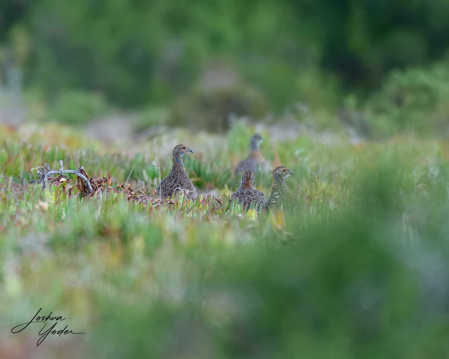 SAF6638Capetown8th-topaz-rawdenoise-sharpensocial-media