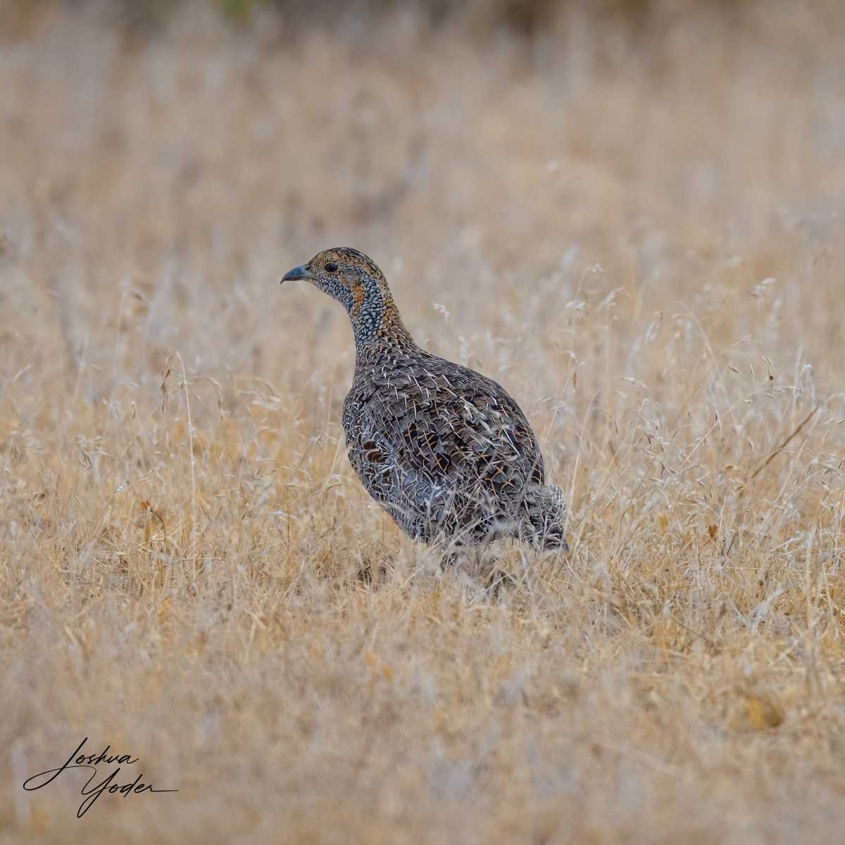 SAF7784Westerncape9th-topaz-rawdenoise-sharpensocial-media