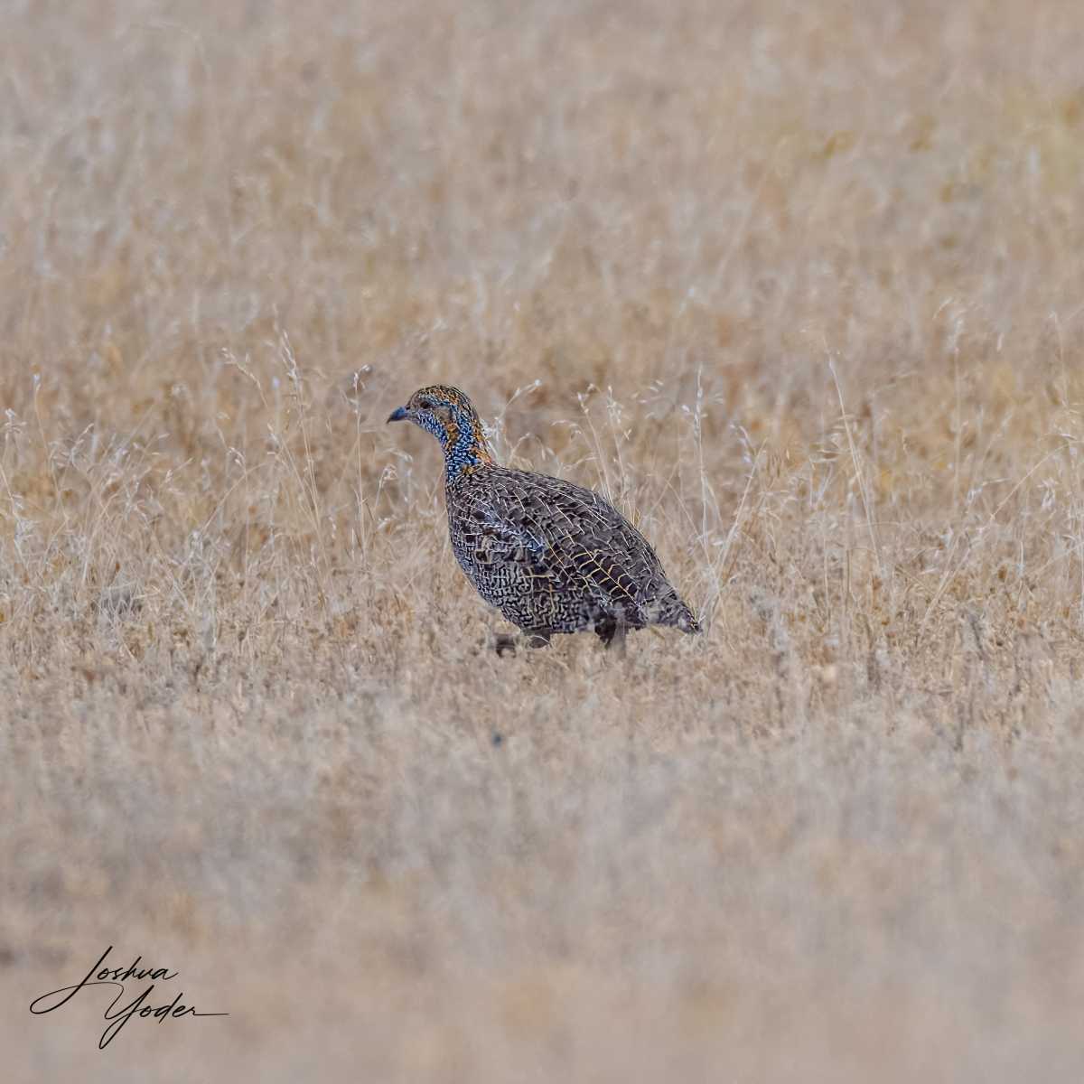 SAF7826Westerncape9th-topaz-rawdenoise-sharpensocial-media