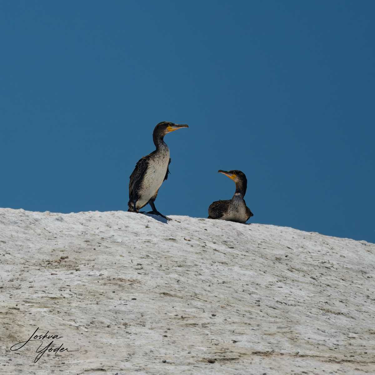 SAF8154-topaz-rawdenoise-sharpensocial-media