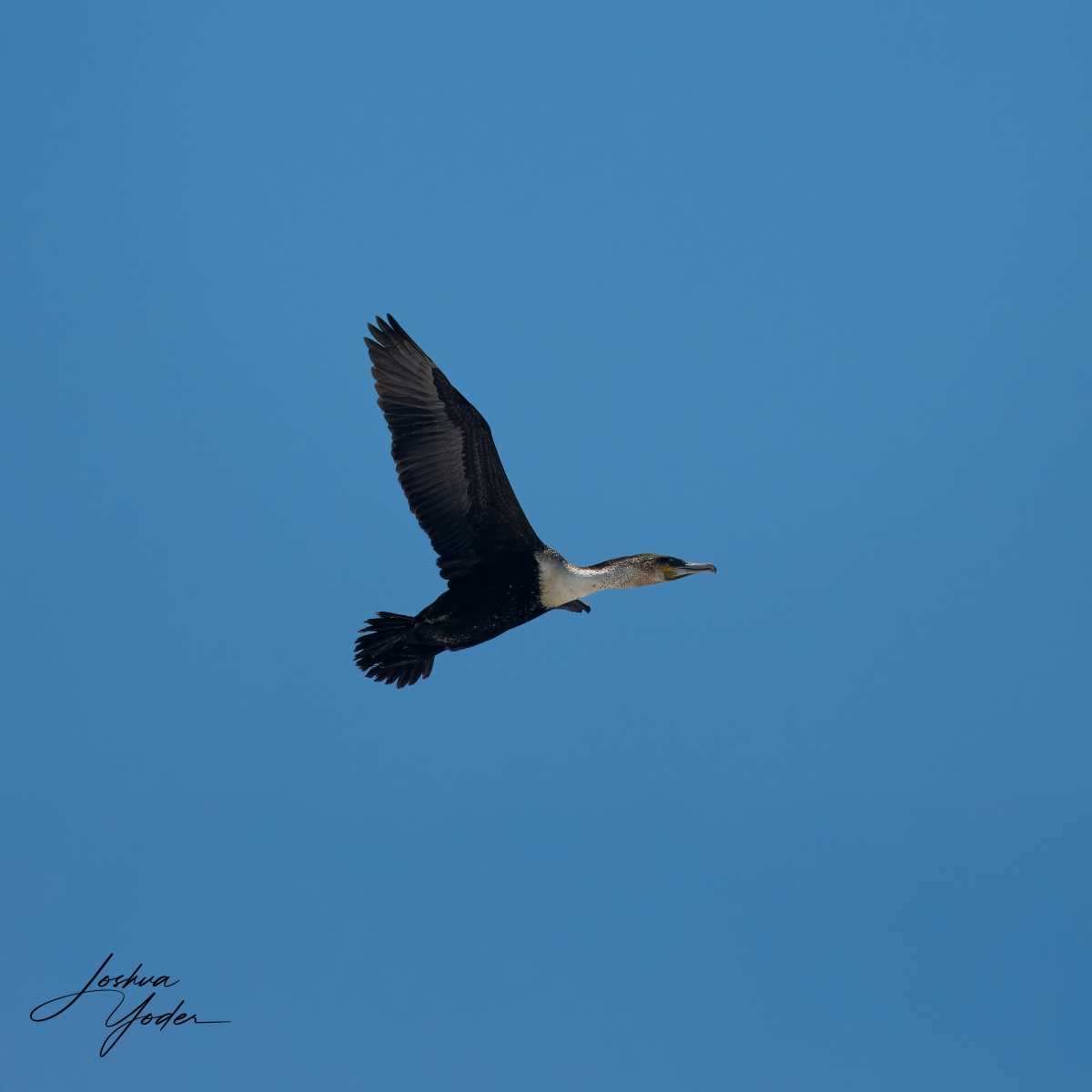 SAF8195-topaz-rawdenoise-sharpen-Editsocial-media