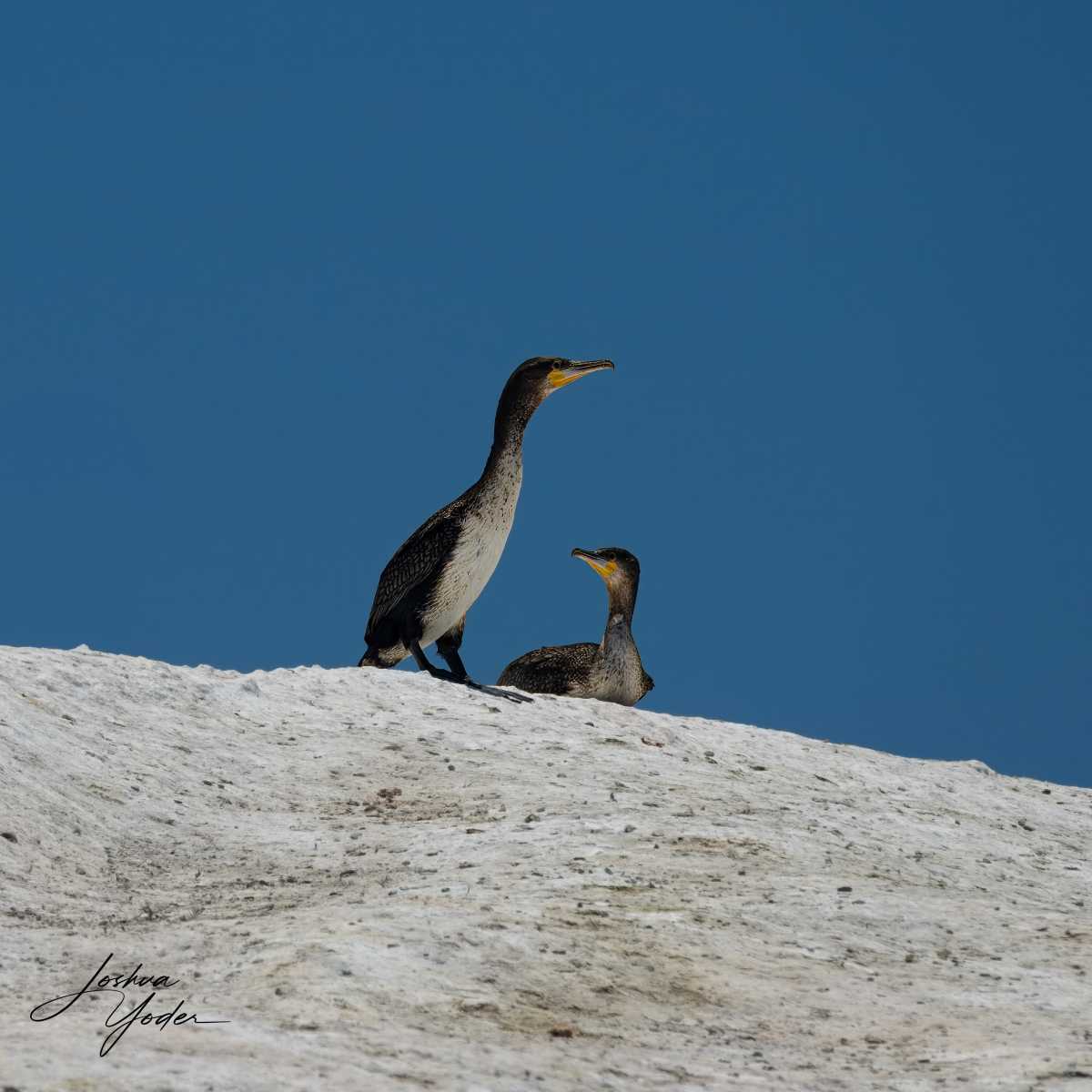 SAF8218-topaz-rawdenoise-sharpensocial-media