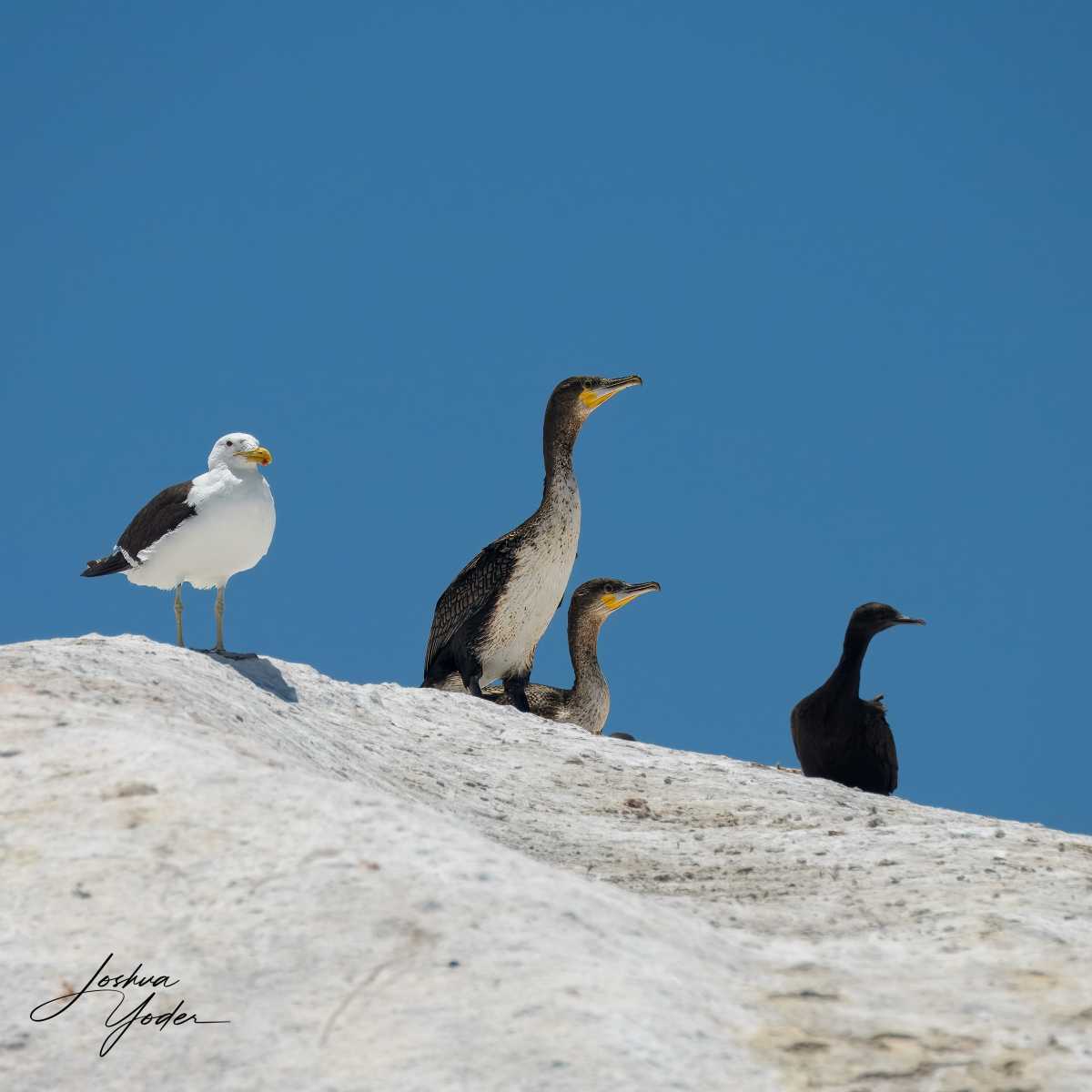 SAF8302-topaz-rawdenoise-sharpensocial-media