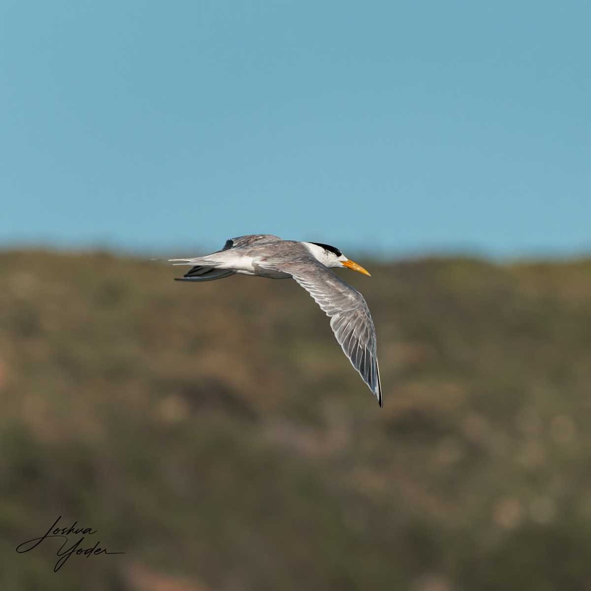 SAF0317-DxO_DeepPRIME-3social-media