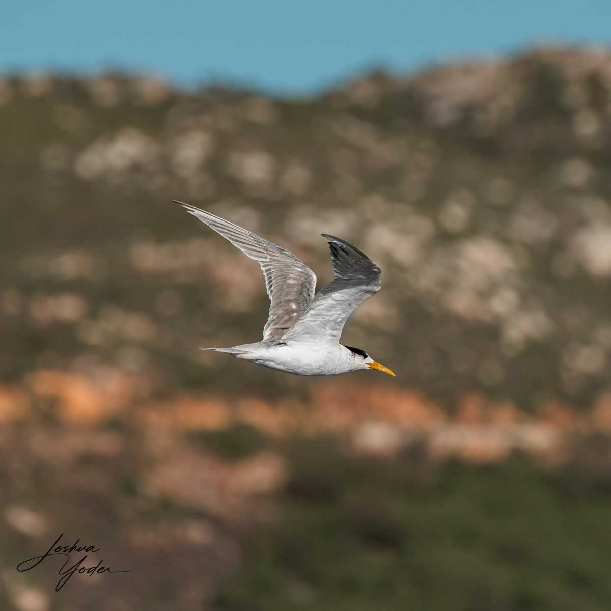 SAF0326-DxO_DeepPRIME-3social-media