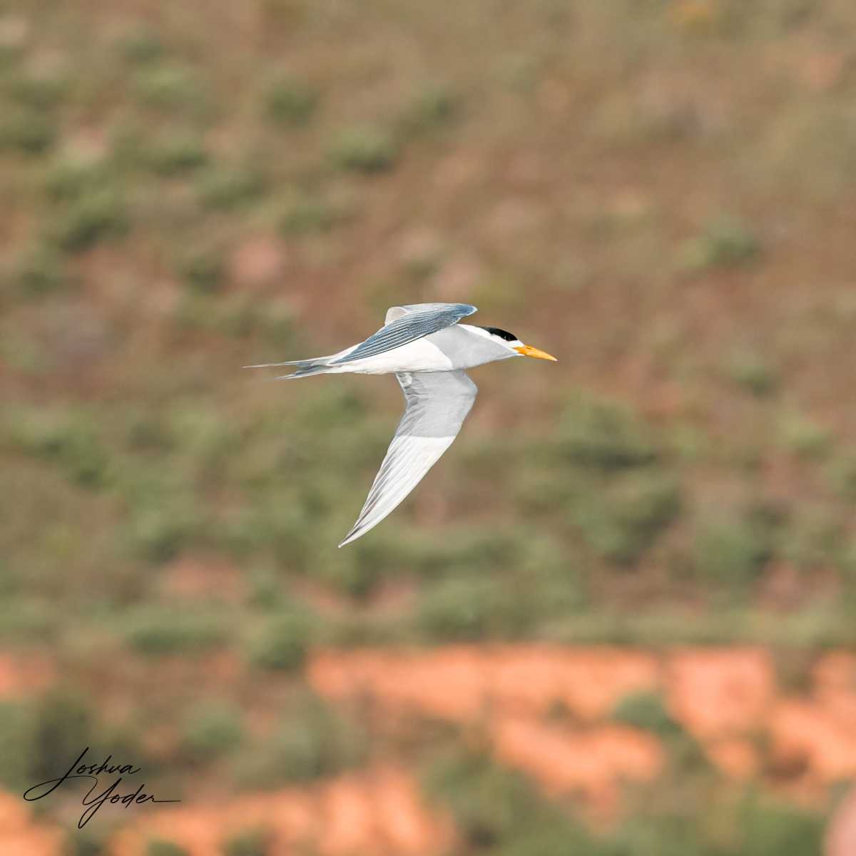 SAF0409-DxO_DeepPRIME-3social-media